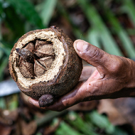 Economia da Floresta