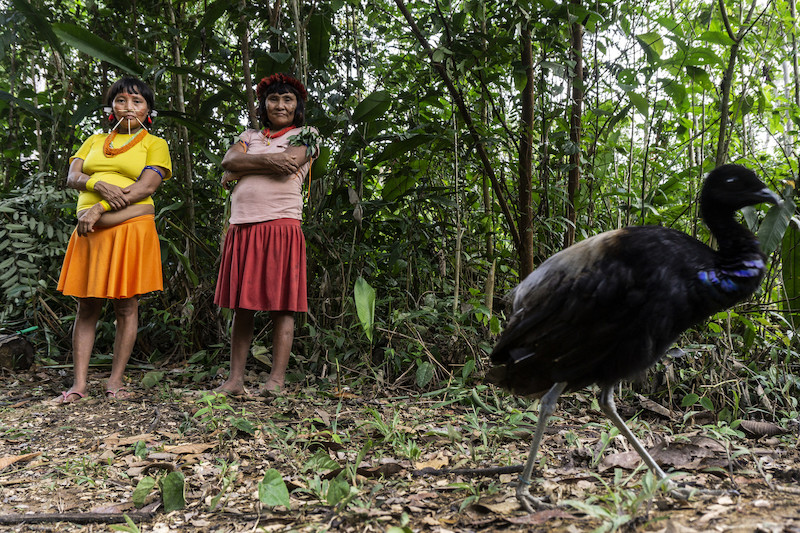 Yanomami women and bird at Yanomami TI, Ye'kwana community, Waikás @Rogério Assis / ISA