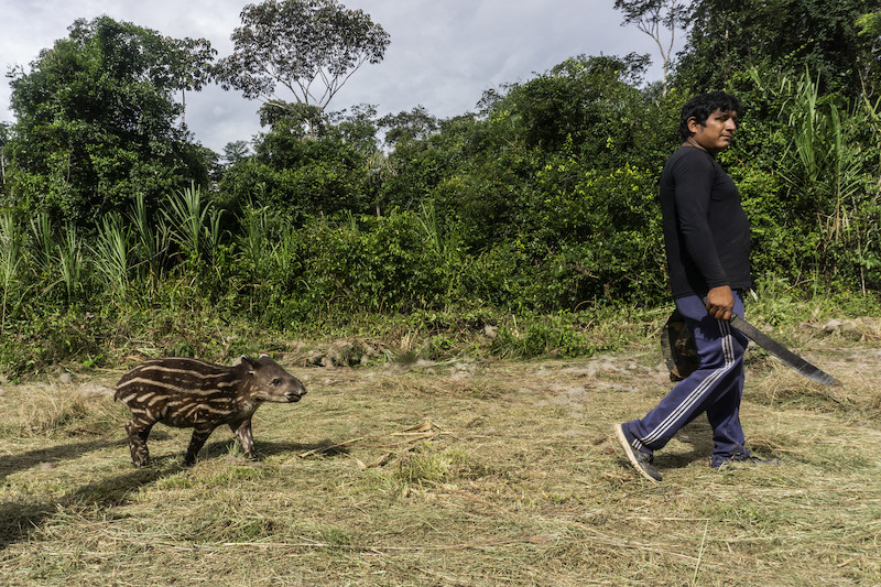 Ronaldo Ye'kwana, from the Waikás community, being followed by a baby tapir, TI Yanomami @Rogério Assis / ISA
