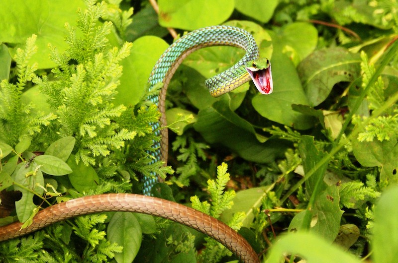 Parrot's beak snake, Resex do Riozinho do Anfrísio @Marcelo Salazar / ISA