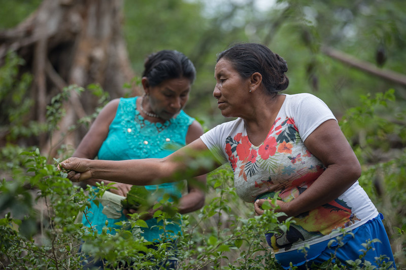 Behind, Mrs Nazária Trindade Monte Negro and ahead, Mrs Nazária Mandú Lopes pick peppers in the countryside, close to the Canada community, on the Ayari River, Alto Rio Negro Indigenous Land (AM) @Carol Quintanilha / ISA