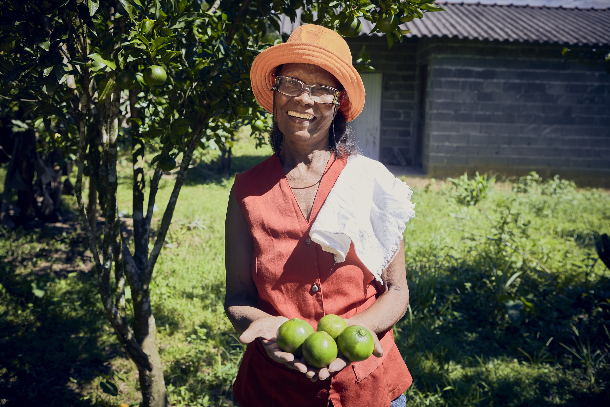 Edvina Silva (Dona Diva), from Quilombo Pedro Cubas de Cima, harvesting lemons during the collection of content for the campaign "It's time for the roça", in defense of quilombola gardens. The campaign aimed to pressure the state government to issue licenses for the opening of new swiddens, highlighting the importance of the traditional way of planting and the right of quilombolas to their own territory @Agê Barros / ISA
