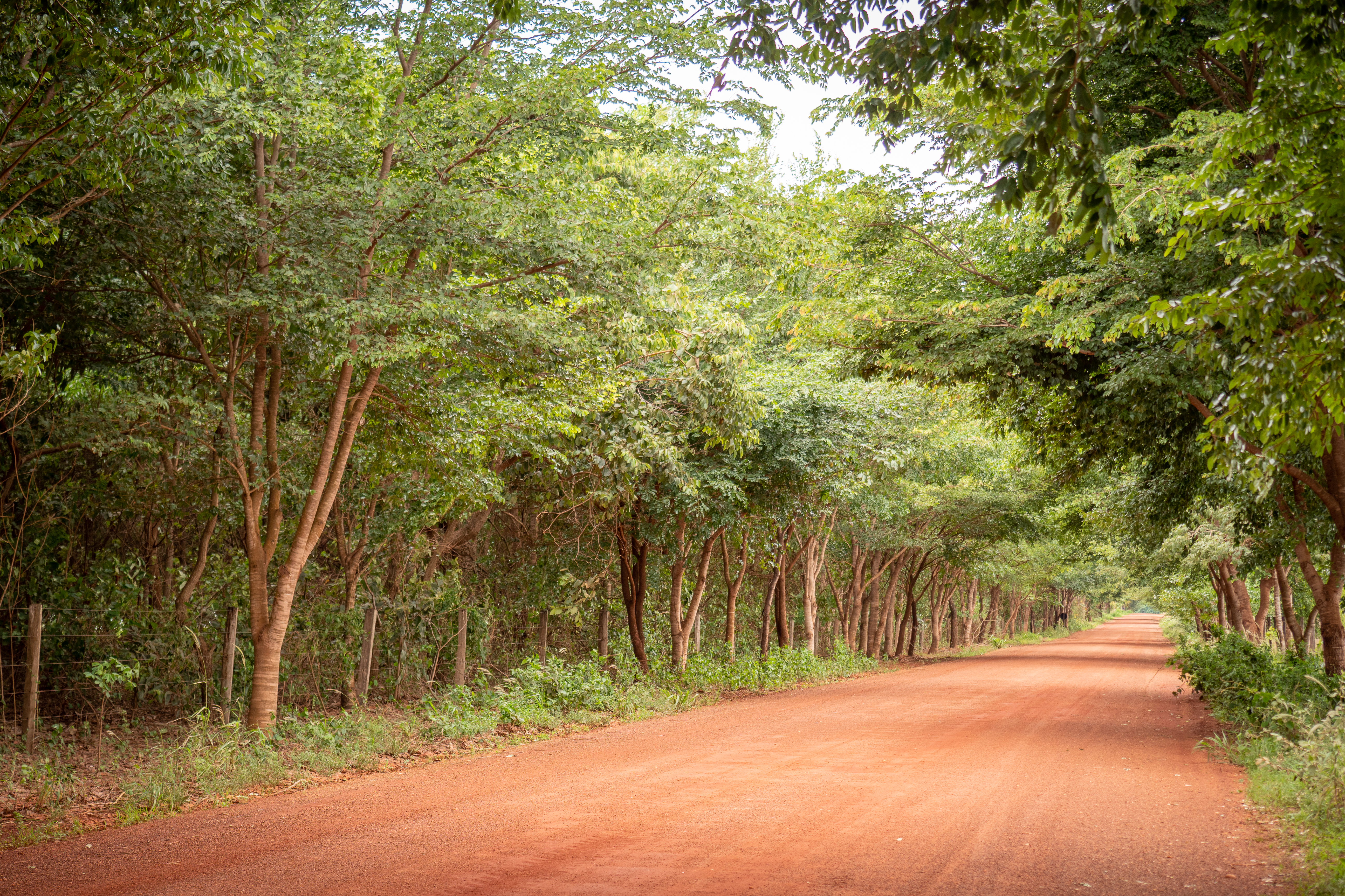 Vicinal margin reforestation forest at Santa Cândida Farm 📷Manoela Meyer/ISA