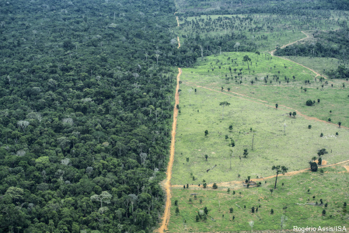 Terra Indígena Piripikura sofre invasão de grileiros, madeireiros e criadores de gado