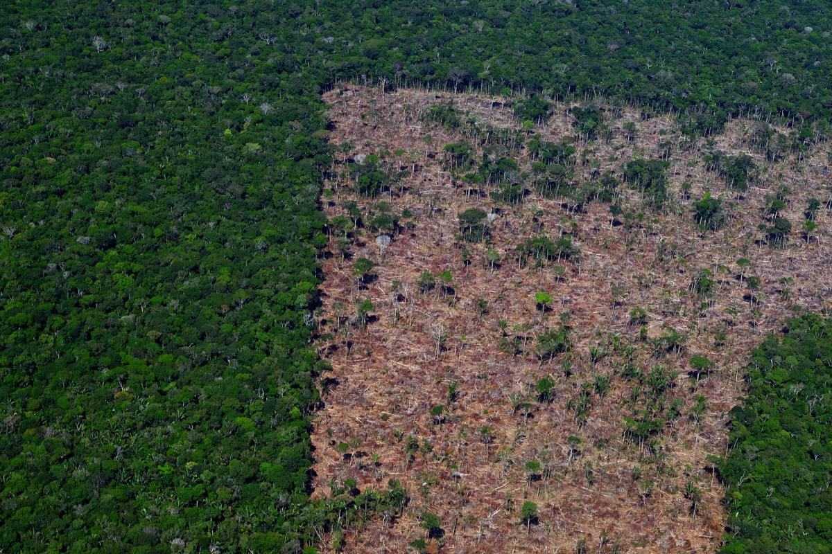 desmatamento na amazônia