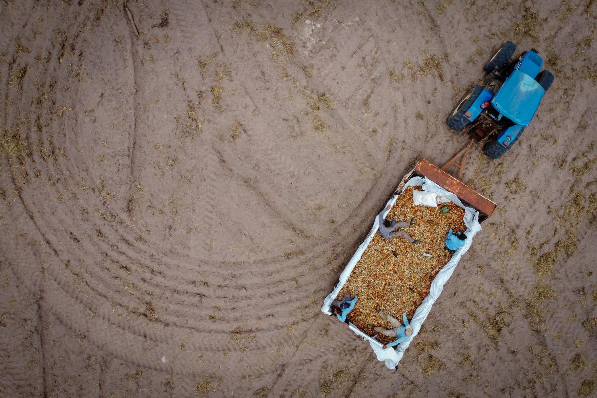 Trator carrega sementes florestais para restauração em Barra das Garças