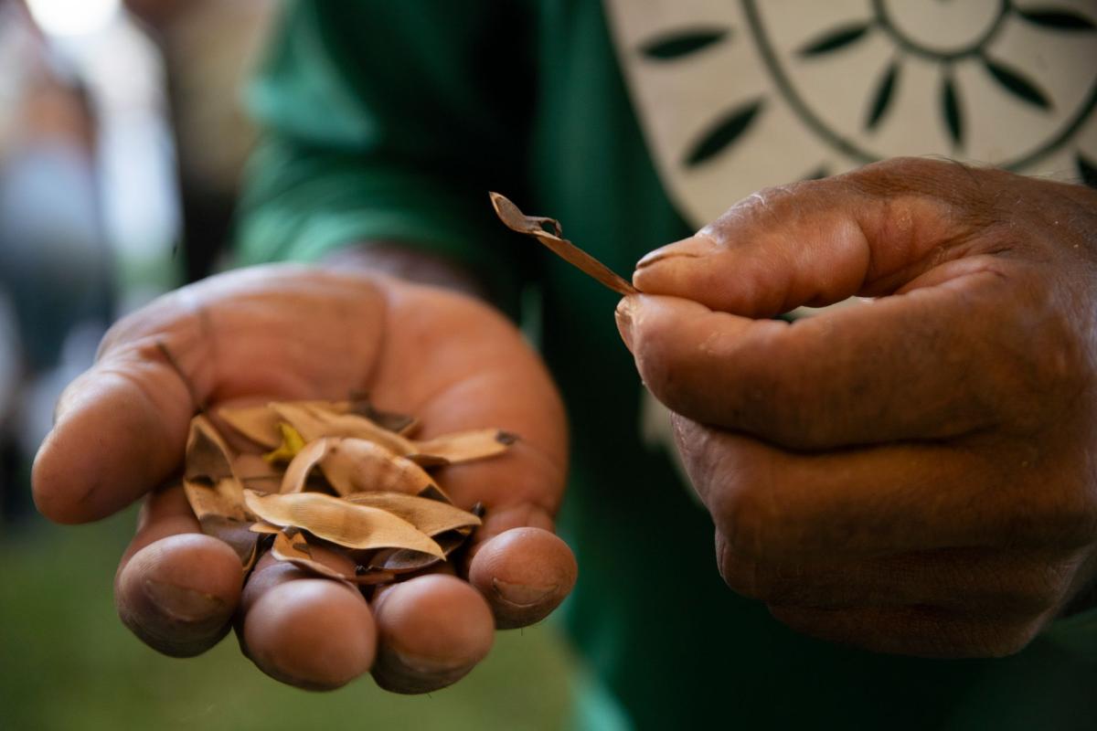 Sementes nas mãos de Seu Hermínio, coletor da Rede de Sementes do Xingu
