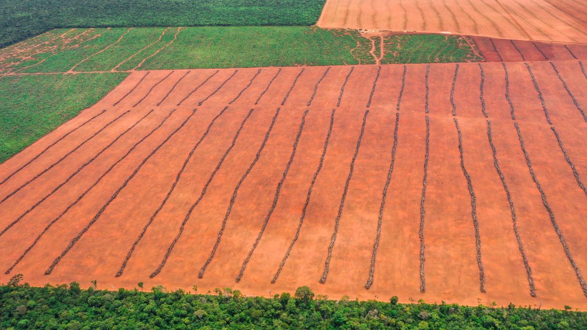 The advance of agribusiness represents a major threat to the connectivity of the Xingu Protected Areas Corridor. Photo: Renan Kisedje/Xingu+