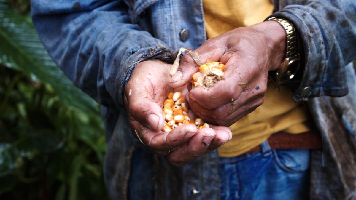Urias Morato durante puxirão em sua roça de milho no Quilombo São Pedro, no Vale do Ribeira| Manoela Meyer / ISA