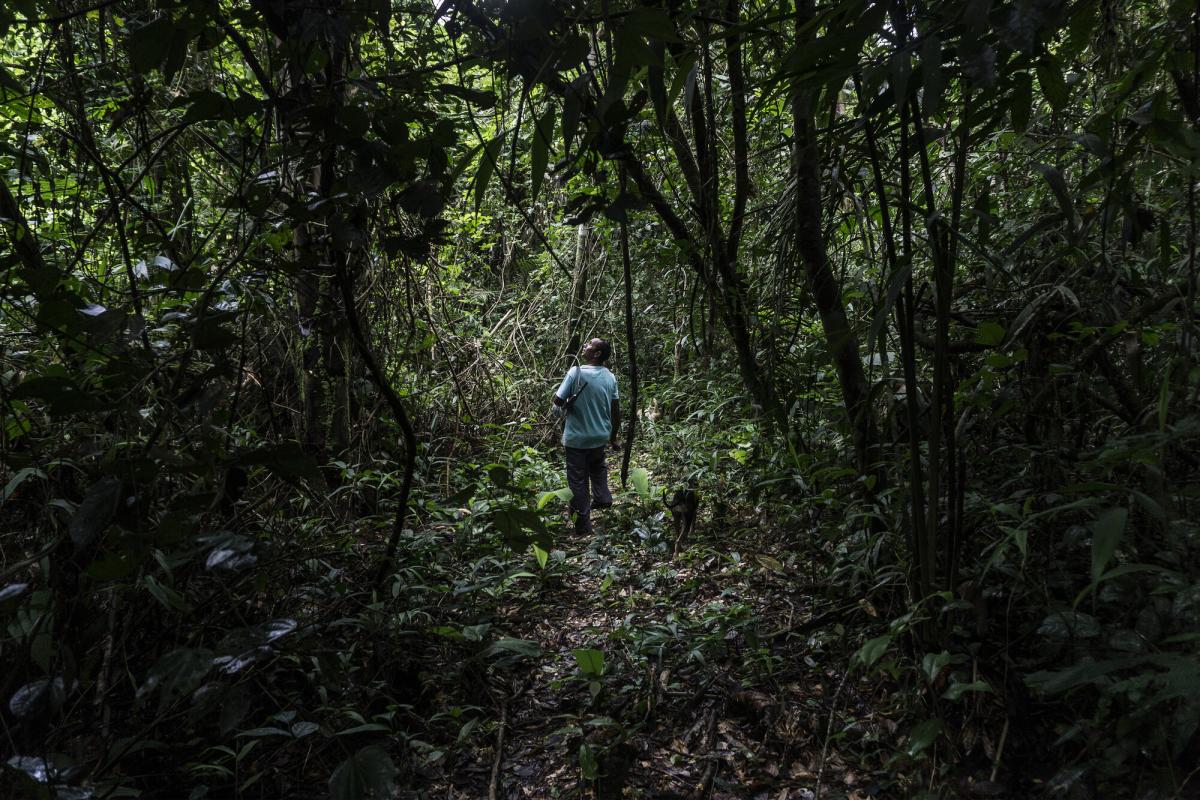 Pedro Pereira de Castro. Extração de castanha-do-Pará, Terra do Meio