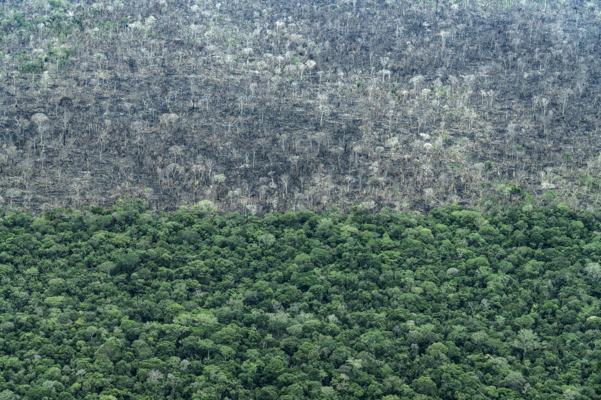 Sobrevôo sobre a Terra Indígena Piripikura, que sofre invasão ilegal de grileiros, madeireiros e criadores de gado