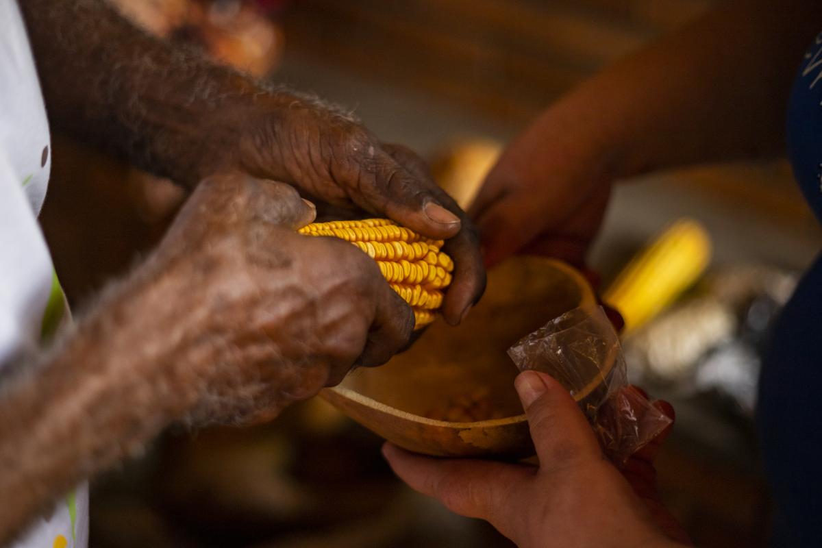 encontro da rede de sementes do xingu