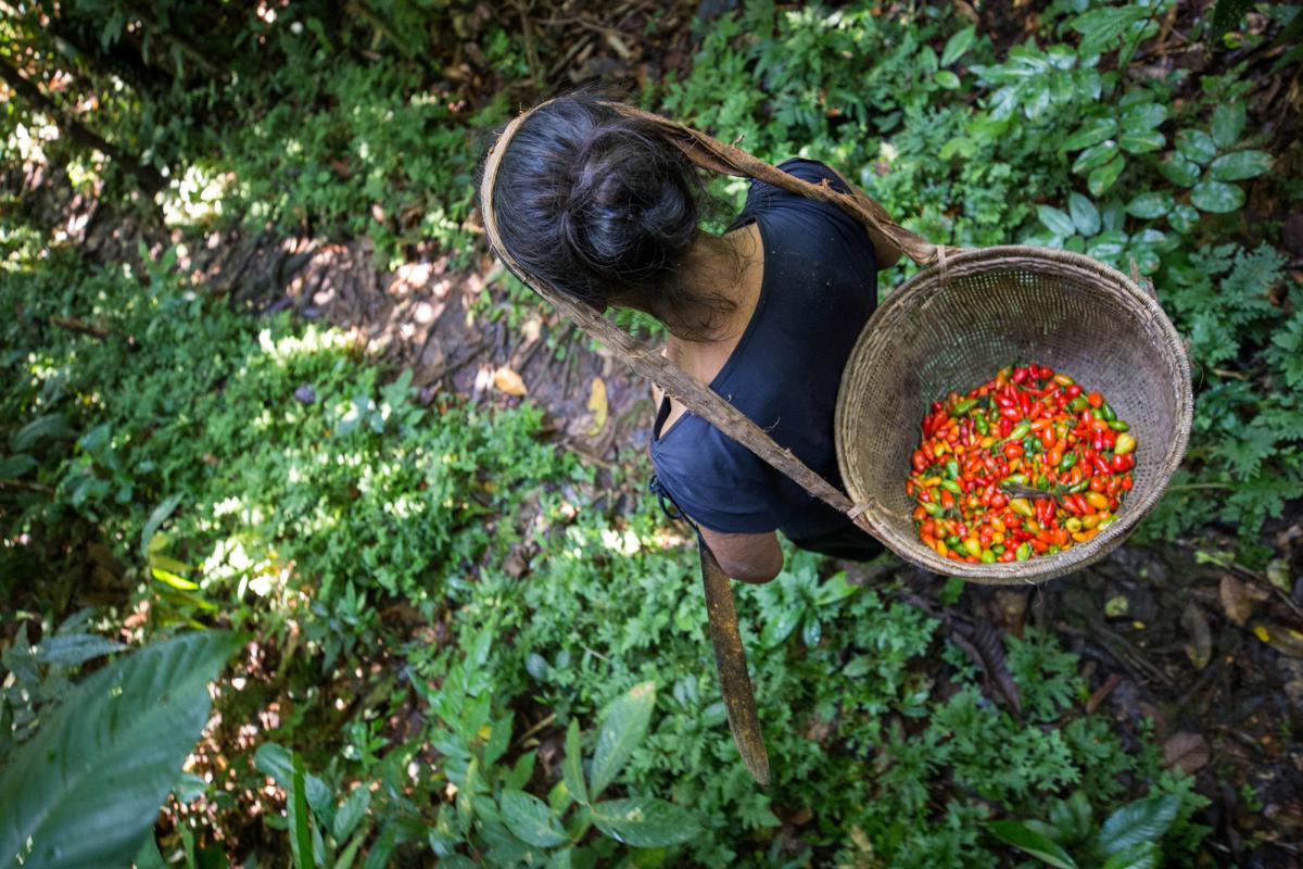 Ducila Oliveira Álvares carregando cesto de pimentas recém colhidas em roça
