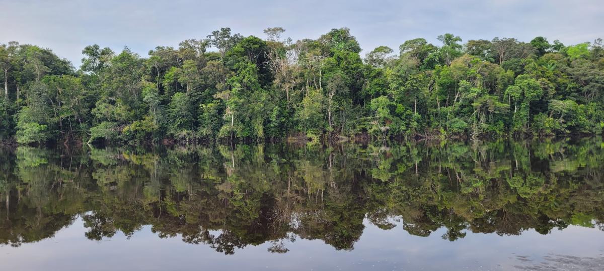 Paisagem florestal da terra indígena espelhada nas águas calmas do rio Uaupés, afluente do Negro que liga Brasil e Colômbia