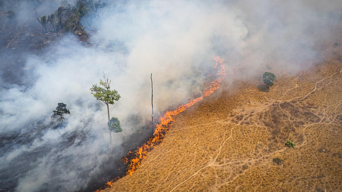 Seguidas crises de incêndios florestais descontrolados podem colocar em xeque credibilidade de mercado de crédito de carbono no país. Queimada em Novo Progresso (PA) | Cícero Pedrosa Neto / Amazônia Real