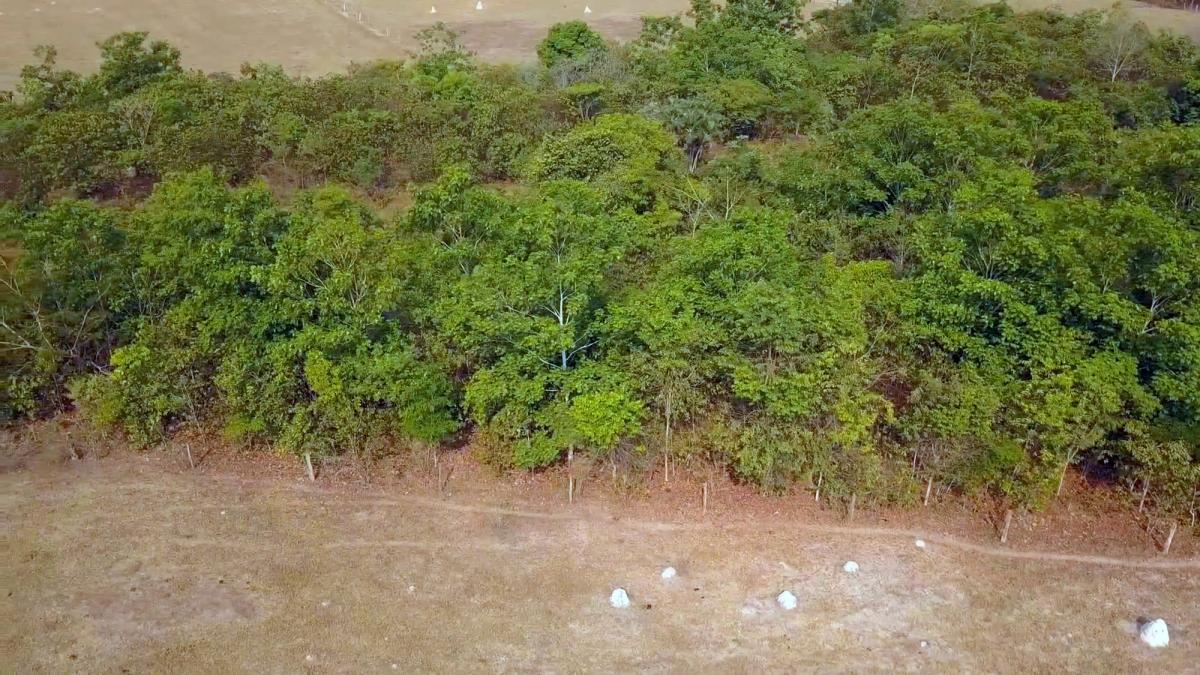 Zona reflorestada em Santa Cruz do Xingu, Mato Grosso 