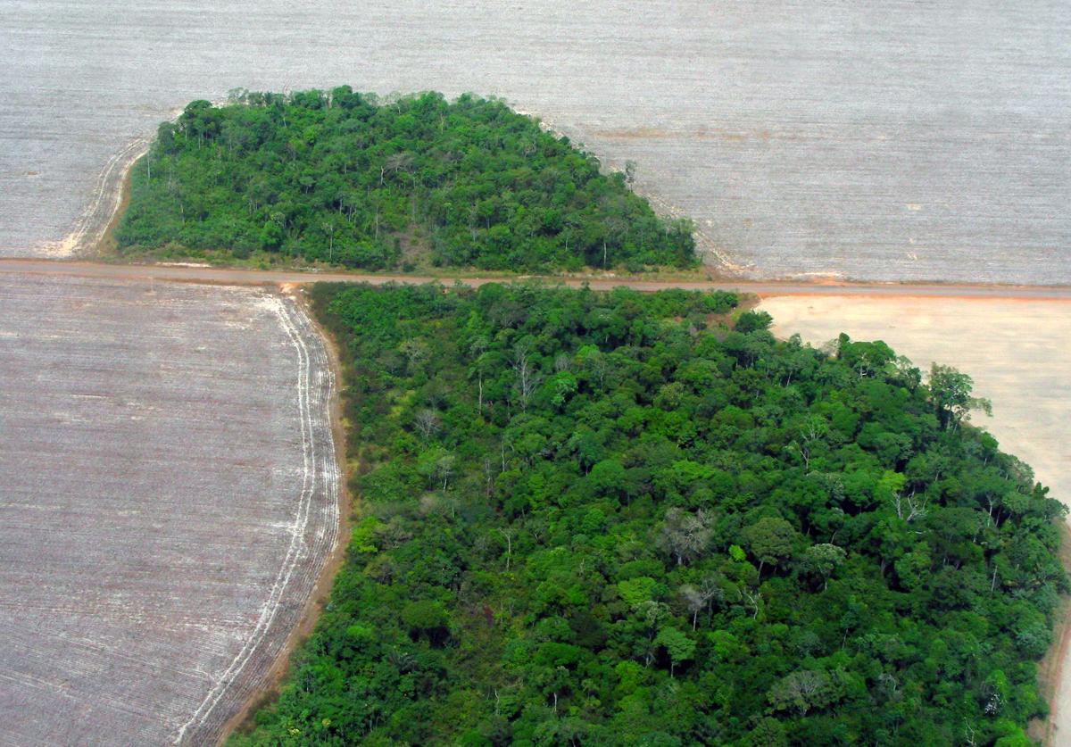 Comunidades indígenas têm sido assedias por empresas interessadas em créditos de carbono florestal. Desmatamento na fronteira com o Território Indígena do Xingu, o Mato Grosso | Pedro Biondi / Agência Brasil 