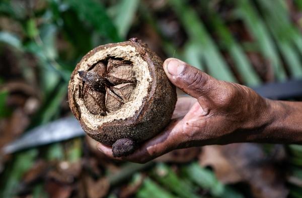 Imagem mostra a mão de um homem segurando uma castanha ainda dentro do ouriço