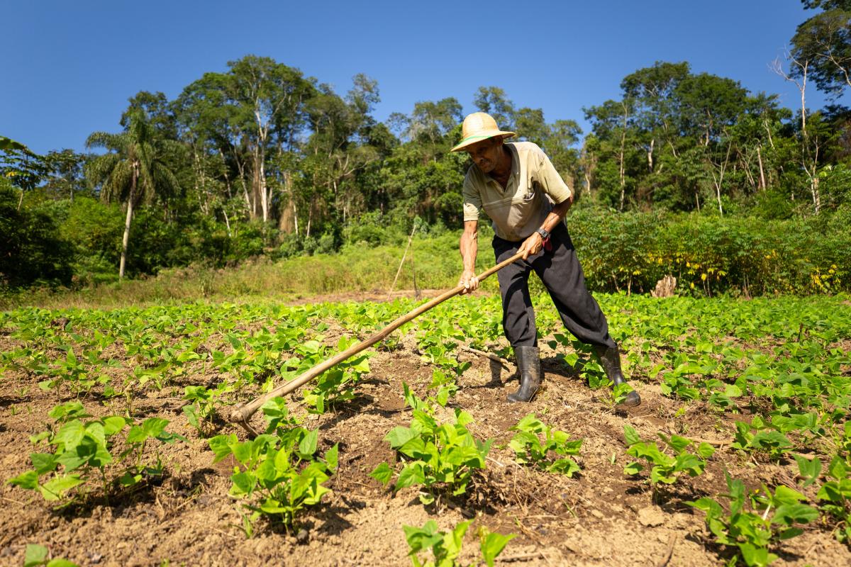 Sebastião Peniche de Matos cuidando da roça de feijão, no Quilombo Bombas