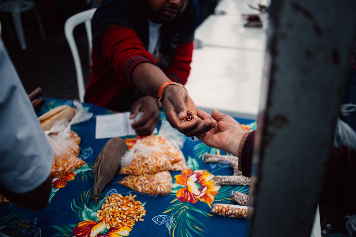 Foto mostra troca de sementes no Vale do Ribeira
