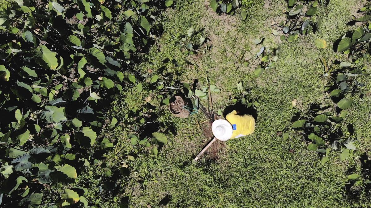 Imagem aérea mostra Rosana de Almeida, do Quilombo Nhunguara, coordenadora financeira da Cooperquivale, colhendo inhame em sua roça.