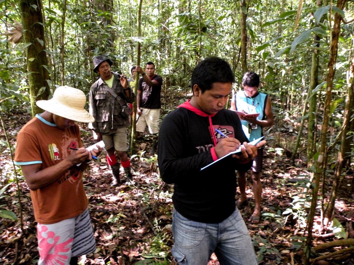 Agentes Indígenas de Manejo Ambiental (AIMAs) do Rio Negro fazem o registro e a mediação de sorva, para o levantamento florestal da espécie