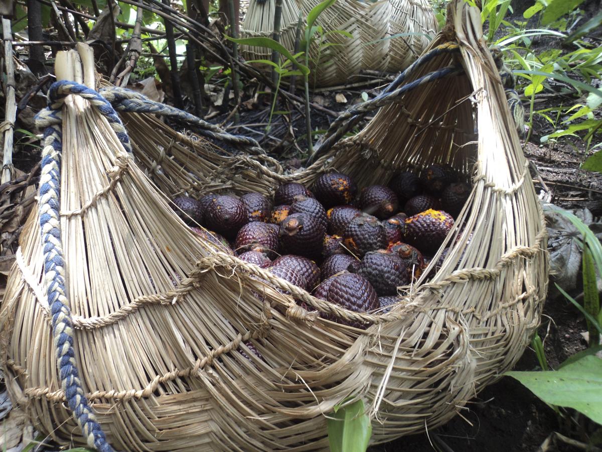 Frutos do buriti coletados por mulheres Xavante: alimentos dos pais, avós e mais antigos chegam às escolas promovendo segurança alimentar, saúde e proteção do meio ambiente