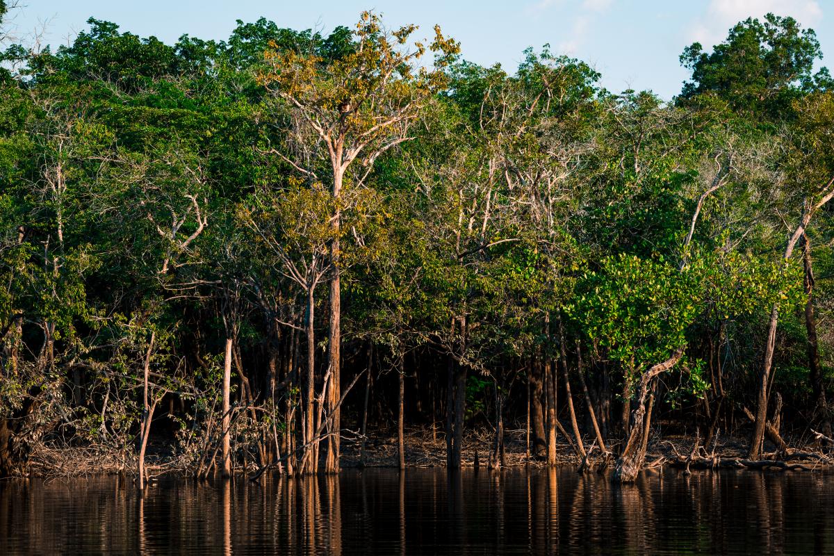 Floresta de igapó, um tipo de área úmida, dentro da Flota de Faro, no Pará 