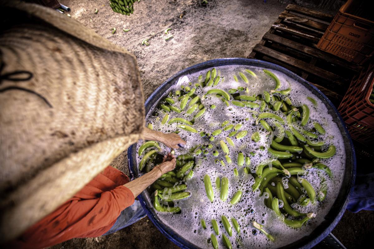 Foto mostra bananas sendo lavadas 