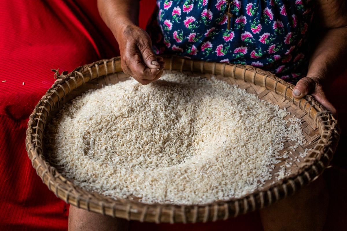 Produtora seleciona o arroz da sua roça no Quilombo Praia Grande, Vale do Ribeira. Taxas de crédito para as mulheres tiveram queda | Fellipe Abreu / ISA