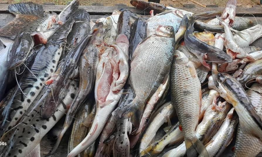 Após mobilização, diversidade de peixes e outros alimentos passaram a chegar à alimentação escolar na Terra Indígena Apiaká Kayabi | Edilson Crixi Morimá