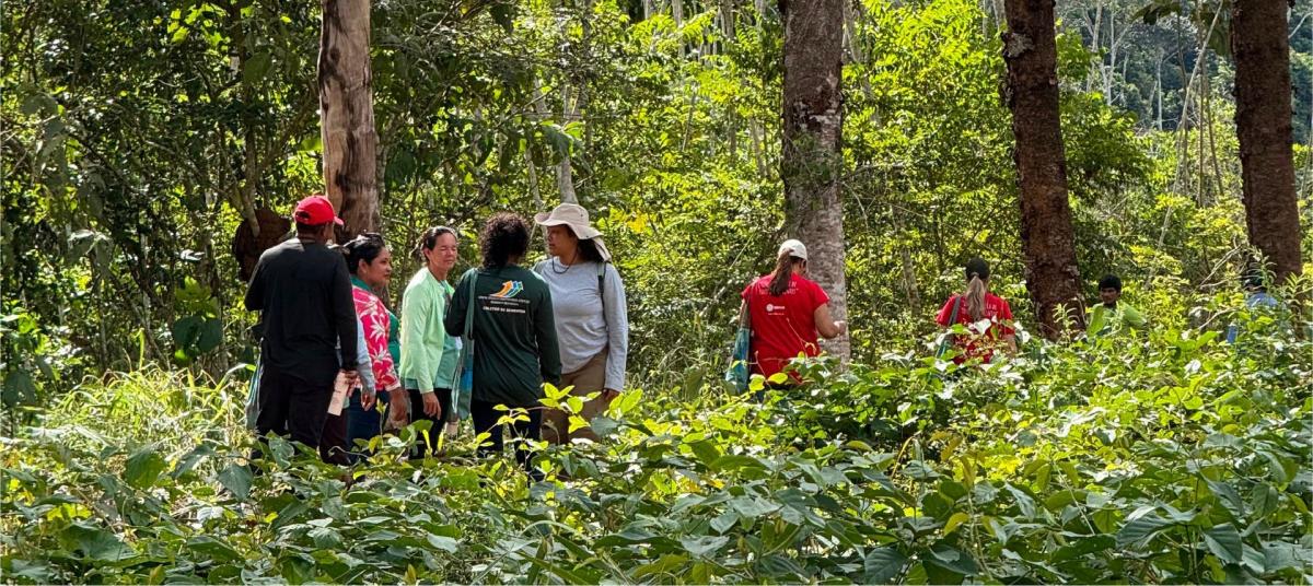 Em junho de 2026, participantes do I Encontro de Coletores da Amazônia viram de perto os primeiros resultados da semeadura direta das sementes nativas coletadas pela Rede de Sementes da Terra do Meio