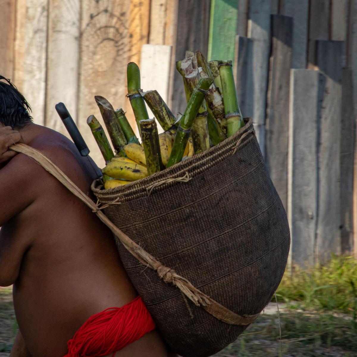 indígena com alimentos plantados nas roças de Surucucus
