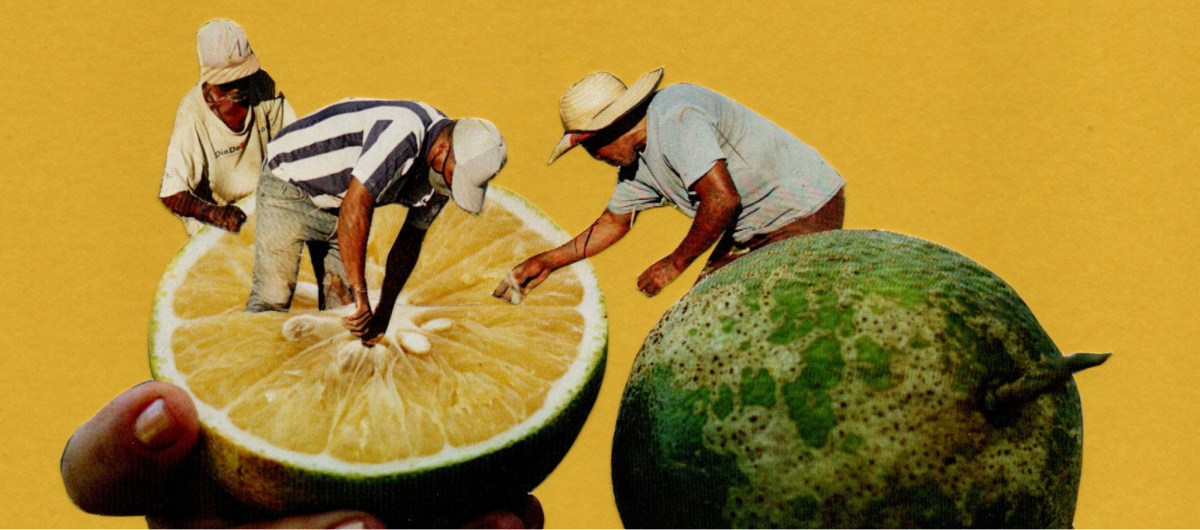 Fotocolagem feita pela artista aymara Shirley Espejo para ilustrar o Kit Didático: As belezas das roças quilombolas, com fotografias de Manoela Meyer e Júlio César Almeida