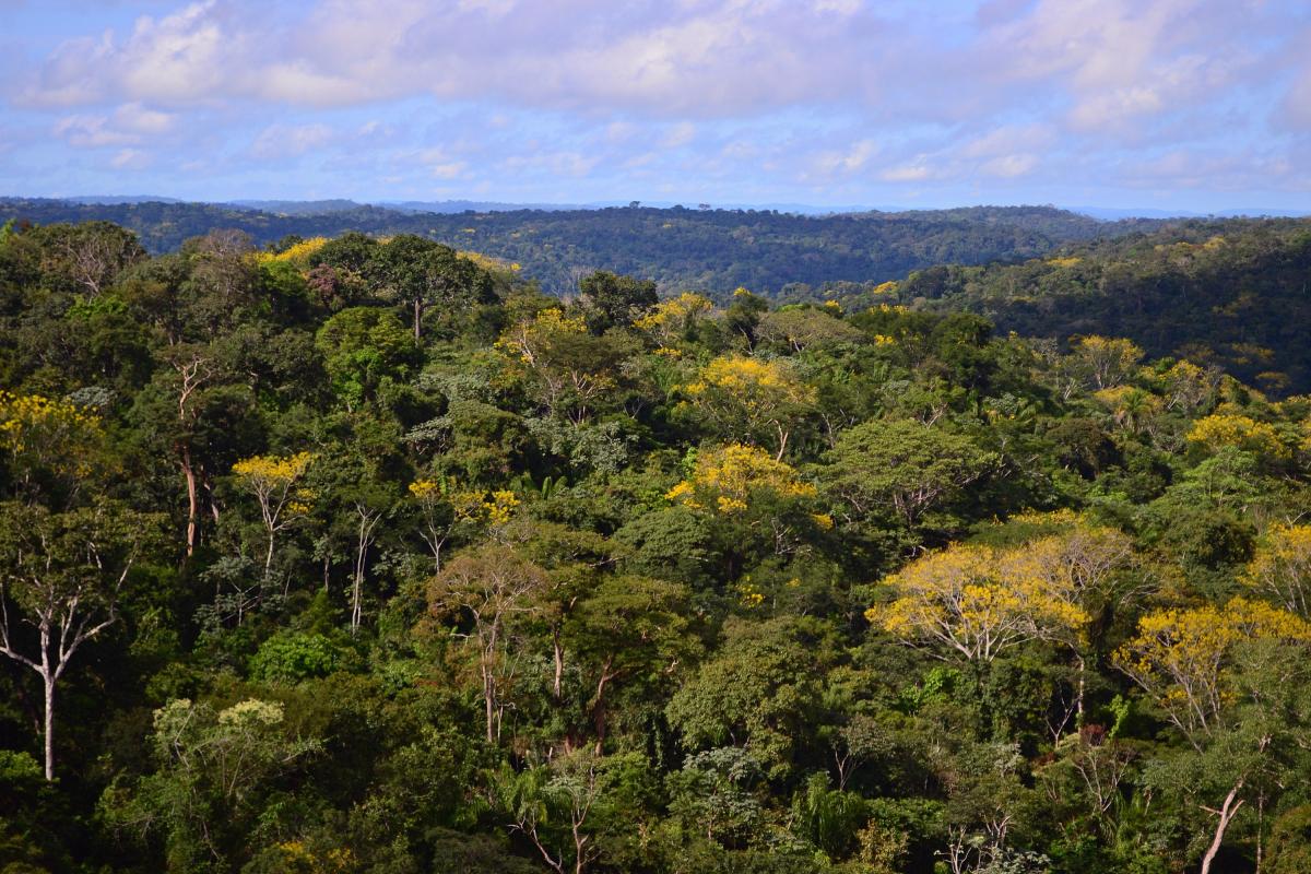 Floresta Nacional do Jamamxim (PA) | Vinícius Mendonça / Ibama