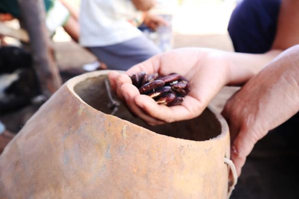 Variedade de fava produzida na roça de Yaiku Tapayuna | Clara Roman / ISA.jpg