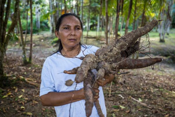 Agricultora Elizangela Baré segurando a maniva, alimento que ocupa lugar central no Sistema Agrícola Tradicional do Rio Negro