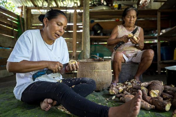 Elizangela da Silva, do Povo Baré, e Dona Mercedes Gregório, do povo Baniwa, descascam maniva na cozinha do Sítio São Bernardino, em São Gabriel da Cachoeira (AM)